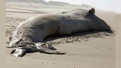 Baleia com 20 metros e 9 toneladas é encontrada na costa de Mira