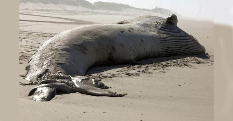 Baleia com 20 metros e 9 toneladas é encontrada na costa de Mira