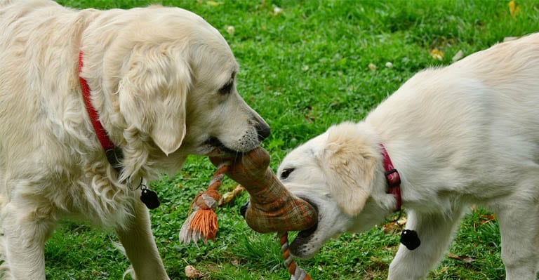 Parque para cães abrirá já no próximo verão em Viseu