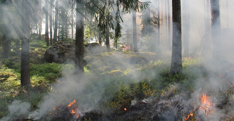 Crime de incêndio florestal em São pedro do Sul