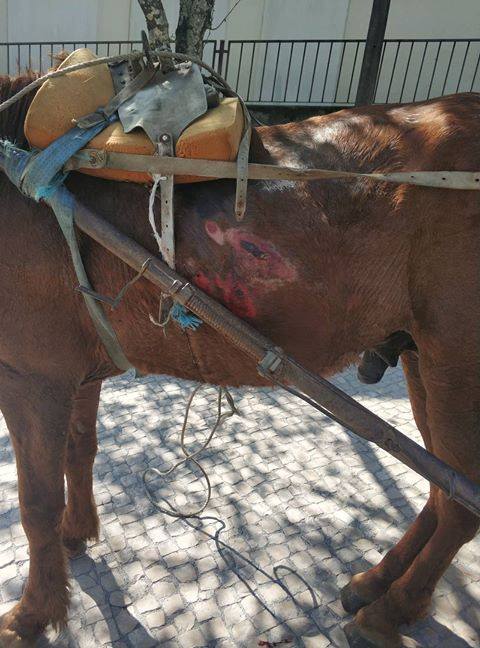 Cavalo morre após ser levado à exaustão e imagens causam revolta em Viseu
