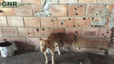 maus tratos a animais em lamego