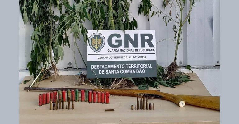 Detido por cultivo de cannabis em Tondela