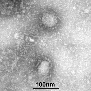 coronavirus