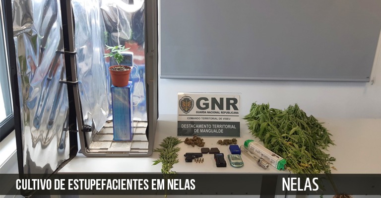 2 Detidos por Cultivo de estupefacientes em Nelas