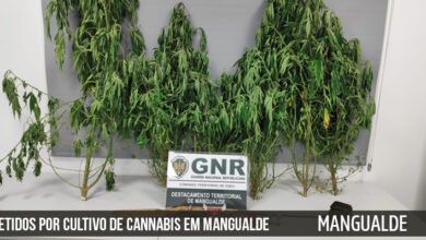 Detidos por cultivo de Cannabis em Mangualde