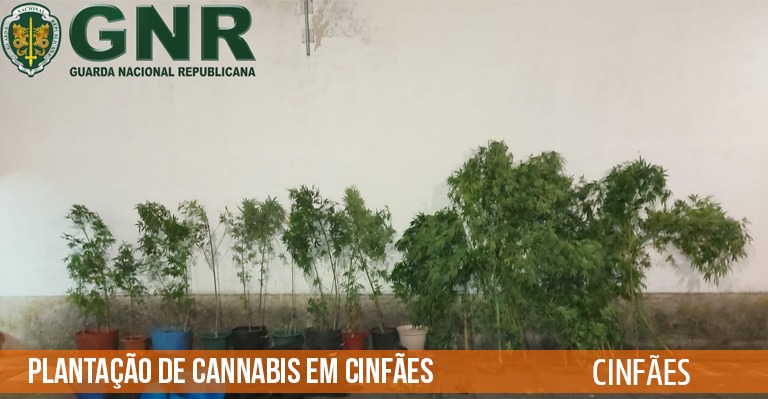 plantacao de cannabis em Cinfaes